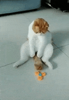 Cats Mood GIF by JustViral.Net