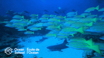 oceanschoolnow ocean fish swimming move GIF