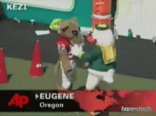 oregon ducks