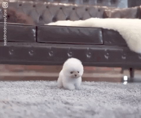 Little Dog Gif By Moodman Find Share On Giphy