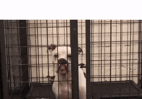 200.gif?cid=fc005b087c84d5828fe713e71875fda6dbcfa2f969227bad&rid=200.gif&ct=g