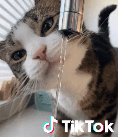 Cat Drink GIF by TikTok France