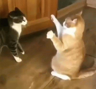 Funny Animal Gif By Memecandy - Find &Amp; Share On Giphy