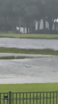 'Shark' Reported in Flooded Fort Myers