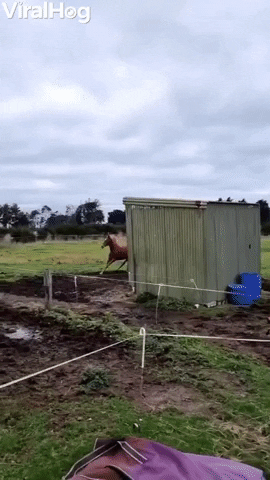 Miscalculated Horse Zoomies GIF by ViralHog
