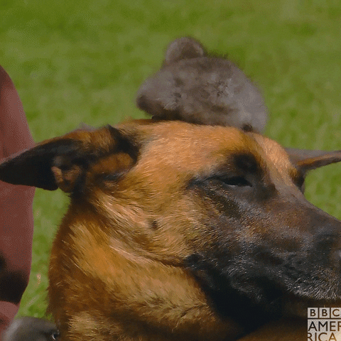 Dog Birds GIF by BBC America