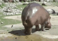 200w.gif