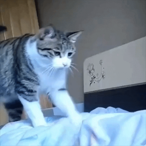 Lovely Cat GIF
