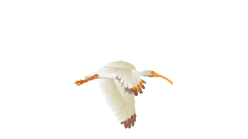 The Club at Ibis Sticker