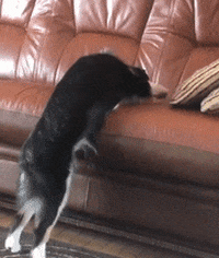 Dog GIF