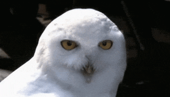 Owl Omg GIF by MOODMAN