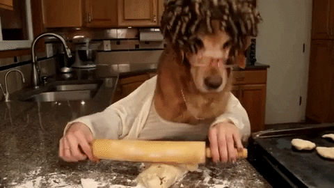 Christmas Dog Clothe GIFs - Get the best GIF on GIPHY