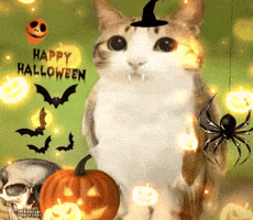Cat Halloween GIF
