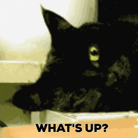 holisticdesign cat tired whats up black cat GIF