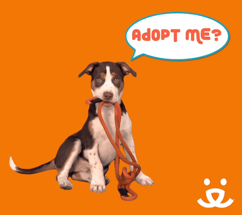 Adopt GIFs - Get the best GIF on GIPHY