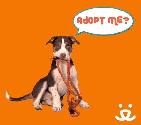 Foster Adopt GIF