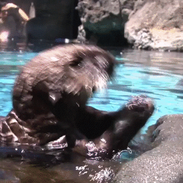 Working Hard Sea Otter GIF by Oregon Zoo
