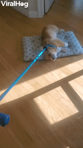 Doggy Makes A Choice Between Walking And Bed GIF by ViralHog