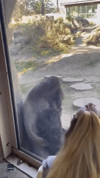 Newborn Baby Meets Gorilla