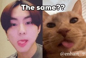 The Same Cat GIF