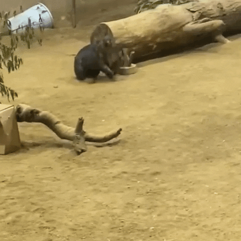 Excited French Bulldog GIF by Los Angeles Zoo and Botanical Gardens