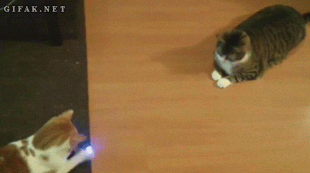 Cat Play GIF , Find \u0026 Share on GIPHY