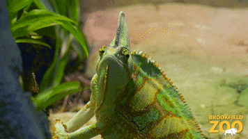Eyes Chameleon GIF by Brookfield Zoo