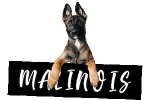 Police Dog Sticker by diepflegeimruhrgebiet