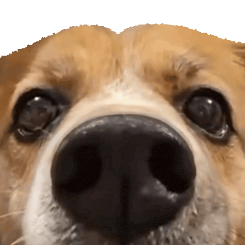 Happy Dog GIF