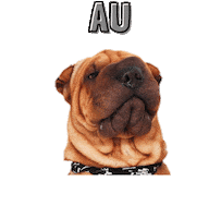 Dog Agencia Sticker by AgênciaHoly