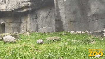 Snow Day Aww GIF by Brookfield Zoo