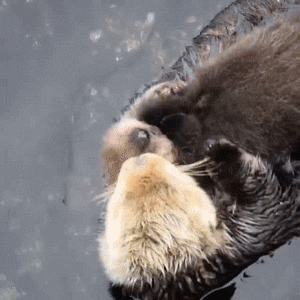 animals holding hands gif