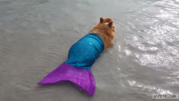 Mermaid Corgi GIF