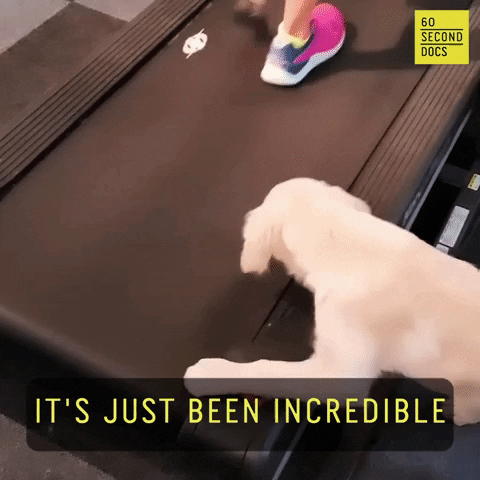 Dog Running GIF by 60 Second Docs