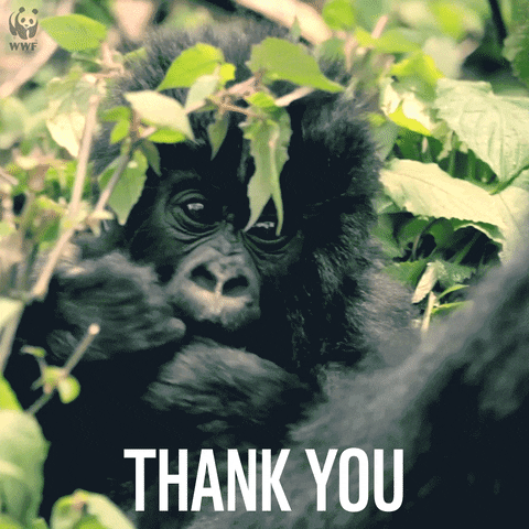 Mountain Gorilla Thank You GIF by WWF_UK