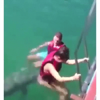 Dolphin GIF - Find & Share on GIPHY