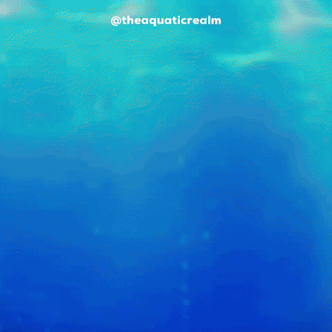 theaquaticrealm turtle aquarium slider sweetie GIF