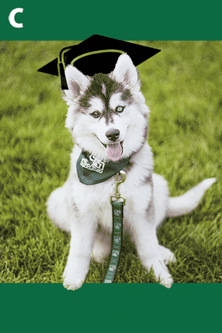 Dog Graduation GIF by USask