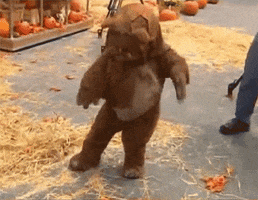 Video gif. A child dressed up as an Ewok from Star Wars looks down at the ground as they tap their feet out like they’re tap dancing. 