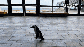 African Penguin Run GIF by Monterey Bay Aquarium