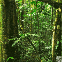 Amazon Forest GIF by BBC America