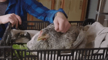 Chicken Love GIF by Mercy For Animals