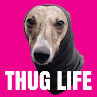 Thug Life Dog GIF by Macattack