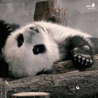 Tired Panda GIF by Zoo Berlin