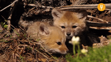 Playing Baby Animals GIF by CuriosityStream