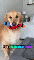I Love You Rainbow GIF