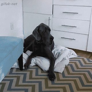 Dog Stealing GIF - Find & Share on GIPHY