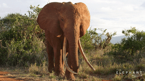 Elephants GIFs - Get the best GIF on GIPHY