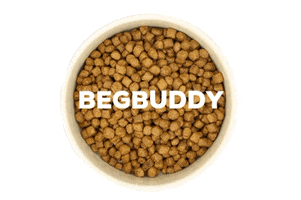 begbuddy GIF