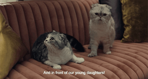 Taylor Swift Cats Gifs Get The Best Gif On Giphy